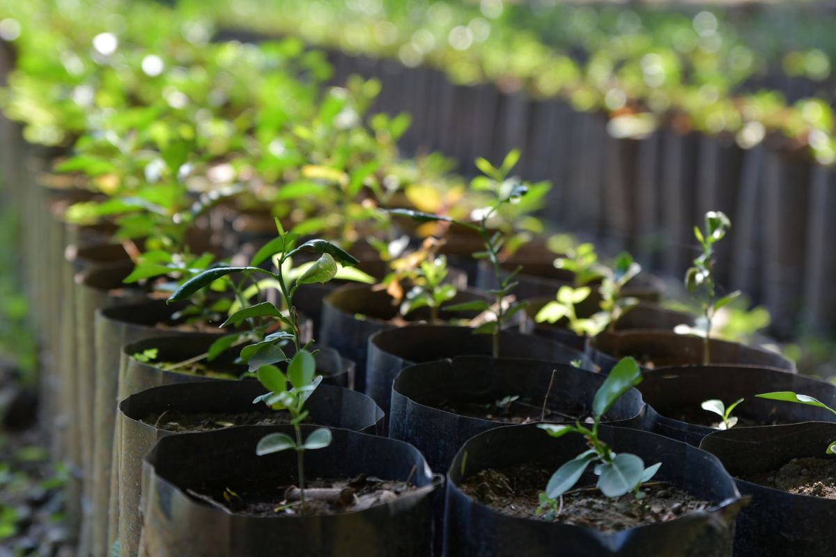 Rows of young plants in a nursery